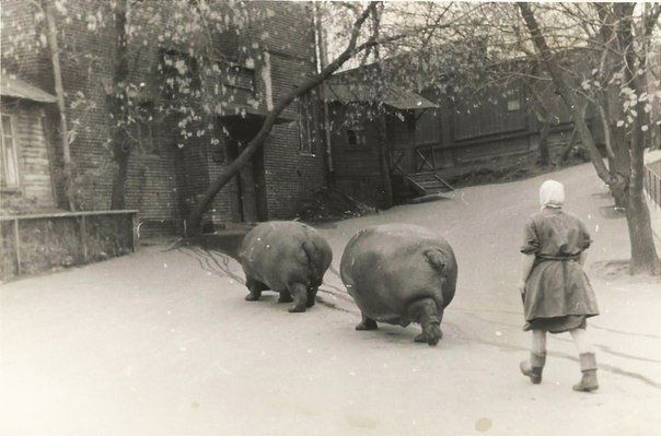 Выгул бегемотов в Московском зоопарке 1950 е